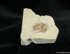 Nice inch Oklahoma Kettneraspis Trilobite #719-4